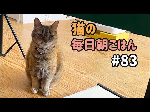 猫の毎日朝ごはん生配信！【#83】 2026.5.26