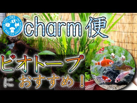 トキワchの最新動画 Youtubeランキング