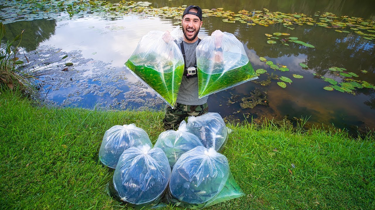 Stocking Pond With 3, 000+ Wild Bait Fish! (12lb bass)