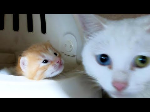 赤ちゃんが鳴いてママを呼んでいました