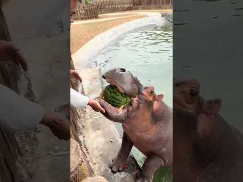 Hippopotamus eat watermelon with a bite of juice Hippopotamus eat watermelon with zero distance