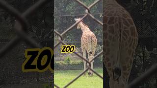 ZOO #minivlog #minivlogshorts #shortvideo #shortvideoformat #vlogshorts #minivlogshorts #minivlog