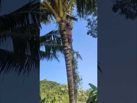 Climbing coconut tree #india #coconut #tree #coconuttree #shorts #climbing #toddy #tapper
