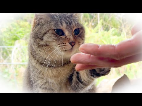 侵入猫がやってくるというので、不安なたぬこママの取った行動は・・？！