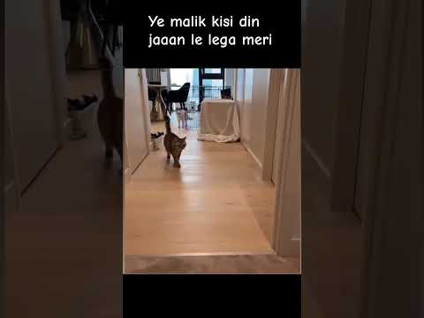 Galat insan ko malik bna liya h #cat #funny #funnyanimals #freefire #meow