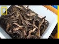 Sea Snake Exploitation in Vietnam