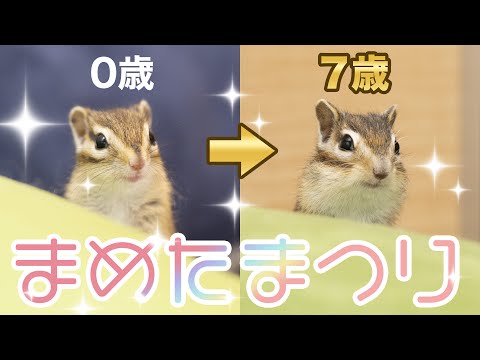 祝7歳！まめたまつり～部屋んぽ生放送もあるよ(遅延あり)～