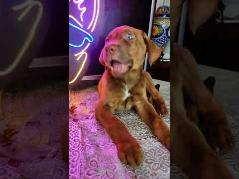 el cumpleaños de mi hijo 🐶🎂🎂🥳