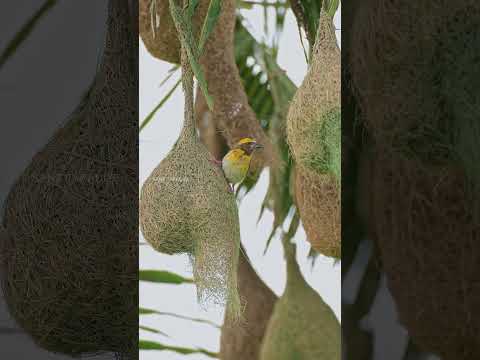 അസൂയയും കുശുമ്പും ഉള്ള ഒരു പക്ഷി
