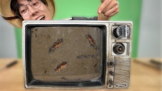 TV로 땅강아지 사육장 만들기!