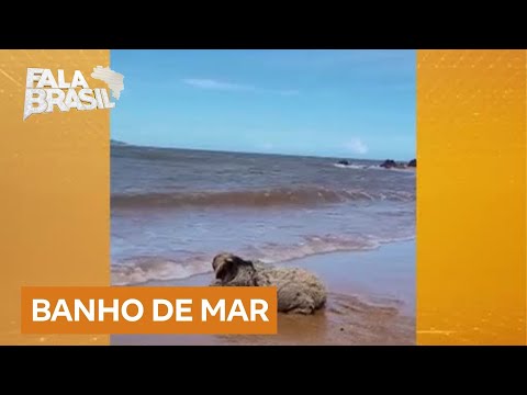 Bicho-preguiça é flagrado tomando banho de mar no ES