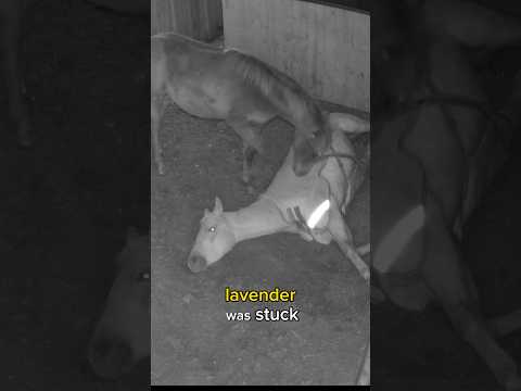 When my HORSE got STUCK? #shorts #horse #storytelling