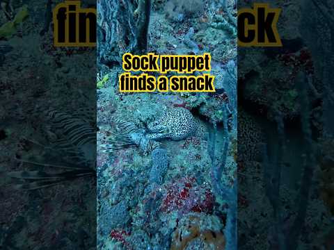 Poor little sock puppet lost his sight in one eye!