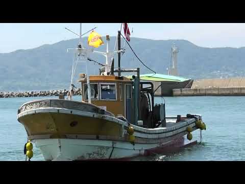 林崎漁港シラス漁再開2025 7 10