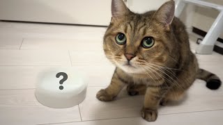 【熱中症対策】水分補給を怠りやすい猫ちゃんの為にお水を無理なく飲んでもらう方法【すぐできる！】