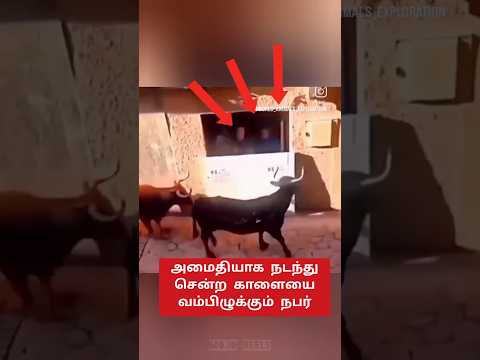 தன்னை நோண்டியவனை அலறவிட்ட காளை😱 #shorts #bull #animals