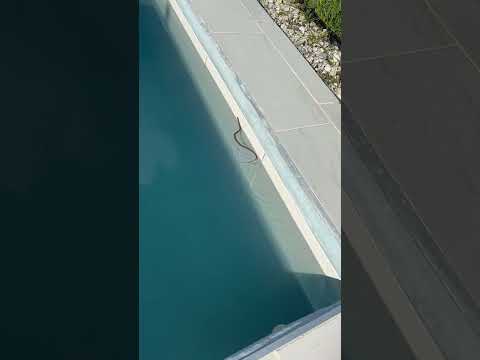 Флорида «А ты смог бы обогнать ее?🐍» 😝 #florida #life #happy #snake