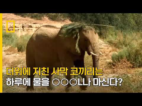 더위에 지친 사막 코끼리는 하루에 물을 ○○○L나 마신다?