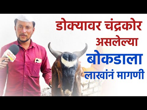 म्हसवड : डोक्यावर चंद्रकोर असलेला बोकड विक्रीसाठी उपलब्ध, लाखोंची मागणी