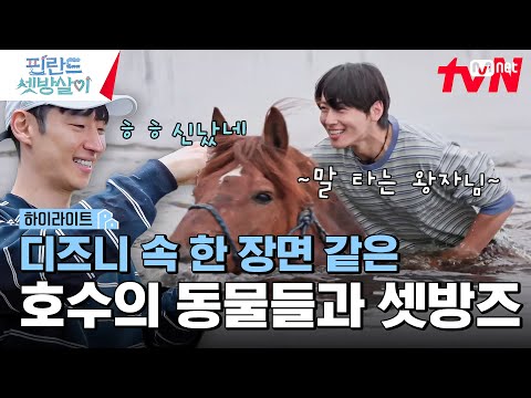 디즈니 속 한 장면 같은 동물들과 셋방즈💚💙 #highlight #핀란드셋방살이 EP.10