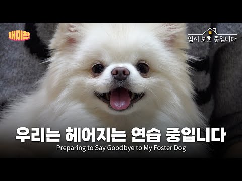 그늘 한 점 없는 땡뼡에서 집만 지키고 있던 귀여운 외모의 포메라니안 A dog with do nothing but guard the house in the yard