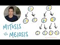 Cell Division and DNA Processes