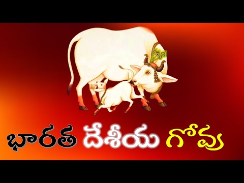 భారత దేశీయ గోవు