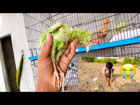 Mera Chuza Maar Gaya 😭😭 | Dawood Sabir Vlogs
