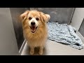 Understanding Milo's Story and Adoption