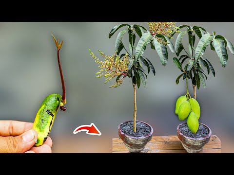 I Grew a Mango Tree from Seed at Home and Here's What Happened | ONE YEAR Time Lapse