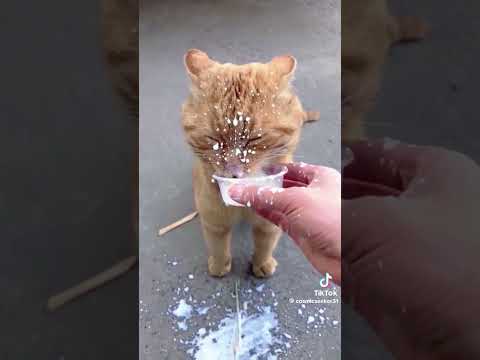 Lustig wie Katzen Kinder Milch trinken 😂😂😂