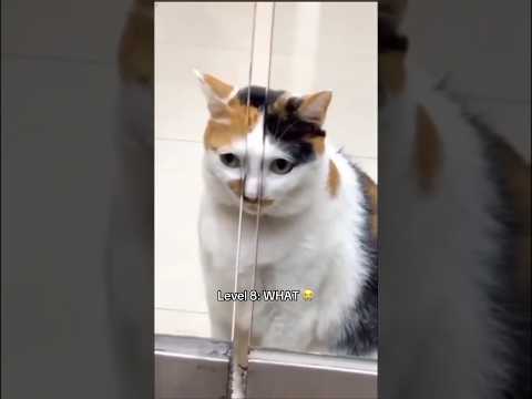 Does your cat go to weird places? #cat #cats #funnycats #kitten #cute #tiktok #fyp #shorts