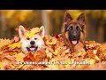 Exploring French Vocabulary for Autumn and Thanksgiving