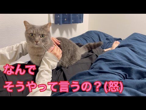 猫の動画サムネイル - ママを怒らせてしまった結果、猫を...