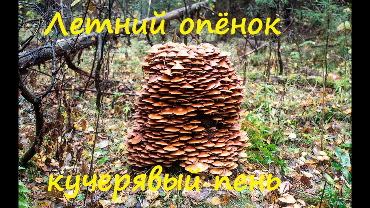 Кучерявый пень. Опёнок летний