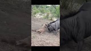 Wildebeest Beats Leopard… But Her Panic Proves Fatal 😱 #animals #shorts #nature #survival #wildlife