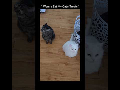 K-cat treats! ₩1,000 ($0.7)