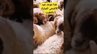 خبر عاجل بخصوص موعد عيد الأضحى المبارك بالمغرب شاهد التفاصيل على قناة دوزيم  #chorts