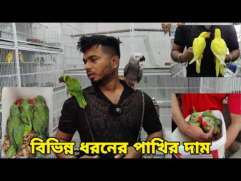 শেষ সিজনে চন্দনা পাখির বাচ্চা_পোষা আফ্রিকান গ্রে,লড়ি_Tia pakhir baccha_Shahin Bird House