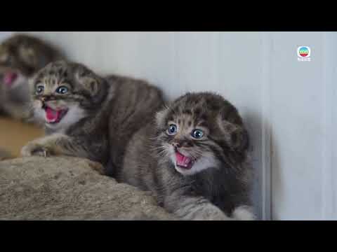 Wild Pallas's cat cubs in Inner Mongolia｜TVB News｜2026/06/18