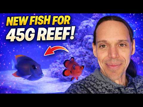 New Fish for the 45g JBJ! + The Palythoa Tank Crash Update (Reef Vlog)