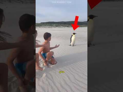 ever seen a PENGUIN in a DESERT??..