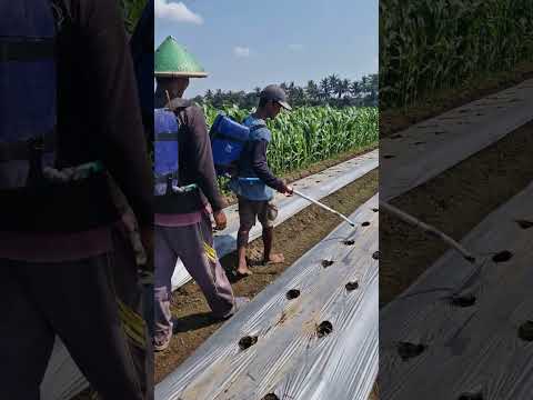 The process of making plant nutrients -Agriculture farming #shorts