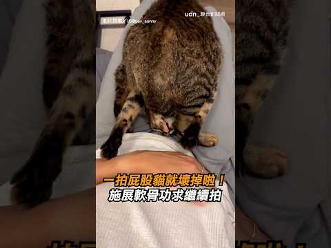 【壞掉了】一拍屁股貓就壞掉啦！施展軟骨功求繼續拍｜貓｜可愛