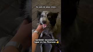 Un gasto  mensual: Comida, vacunas y estética. Un % de tu fondo de paz: Exclusivo para emergencias.