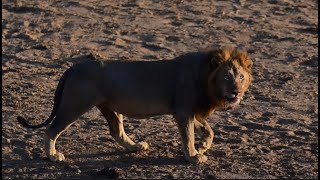 Shingwedzi Camp Magic, wow, amazing lion sightings, and other animals, Kruger National Park