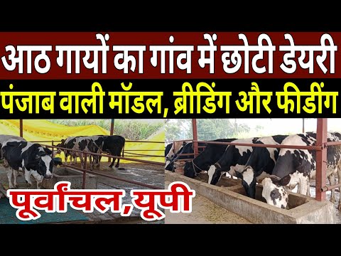 8 गायों का गांव में छोटी डेयरी से बंपर कमाई का फंडा युवा ने बताया/success dairy farm mau up 2025 ||