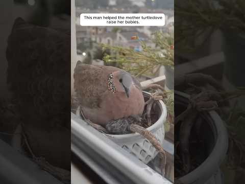 This man helped the mother turtledove raise her babies. #animalshorts #turtledoves