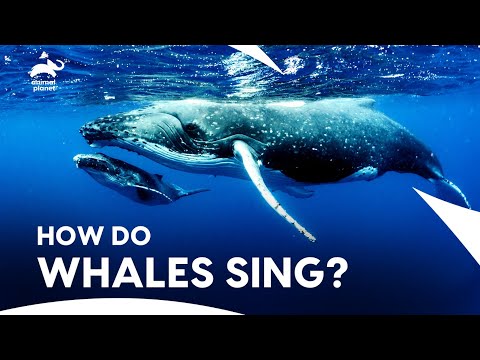 World of Whales | How Whales Sing & Communicate in Ocean🐳| How Do Animals Do That? | Animal Planet