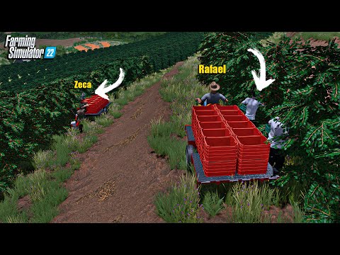 Fazenda simulada #15 | Colheita semimecanizada de café | Farming simulator 22